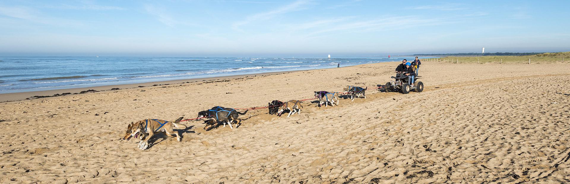 Chiens de traineau sur la plage à La Barre de Monts Chiens de traineau sur la plage à La Barre de Monts