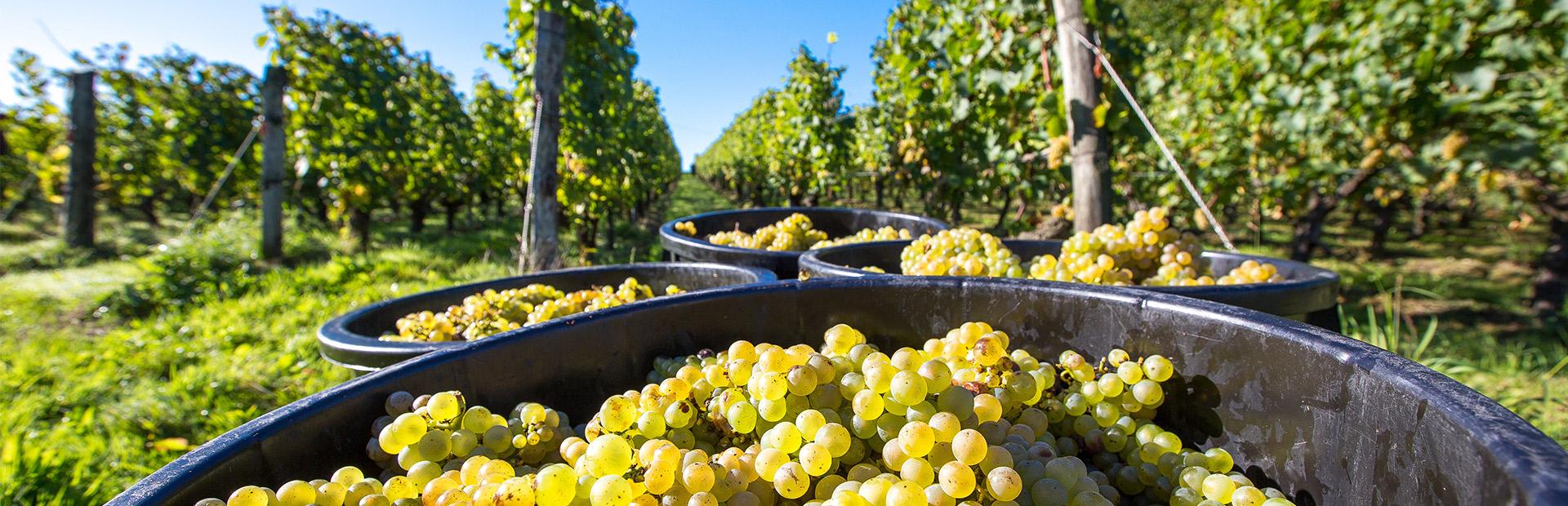 Récolte de raisins au Domaine de la Barbinière à Chantonnay