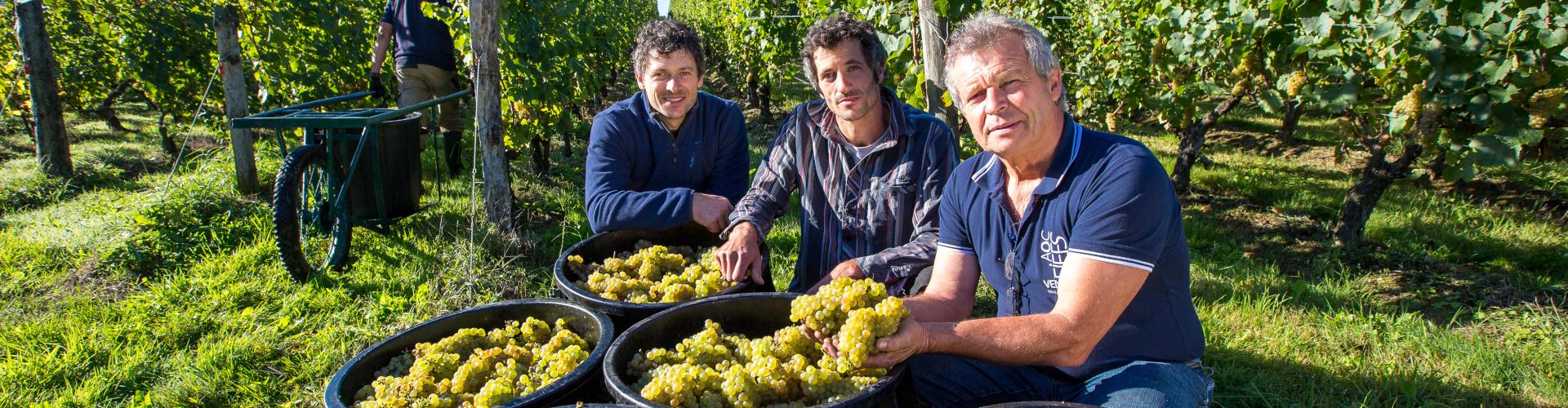 Domaine Barbinière Fief Vendéens Chantonnay