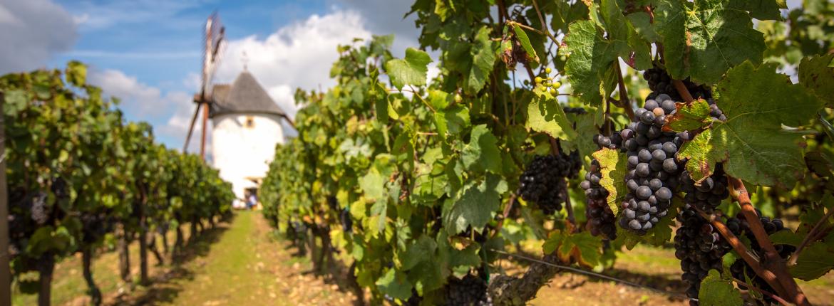 Grappe de raisin domaine mourat à mareuil sur lay Grappe de raisin domaine mourat
