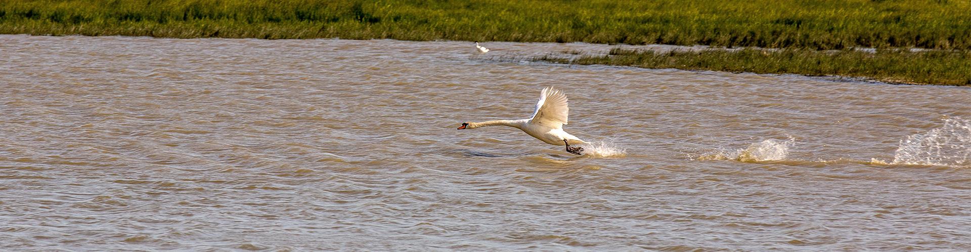 Cygnes à la réserve Michel Brosselin Cygnes à la réserve Michel Brosselin