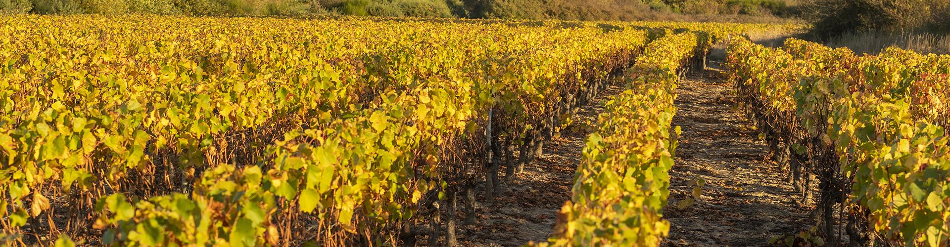 Vignobles de Brem sur Mer Vignobles de Brem sur Mer