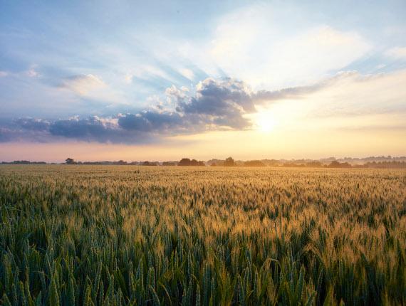 Champ de blé dans le bocage vendéen Champ de blé dans le bocage vendéen