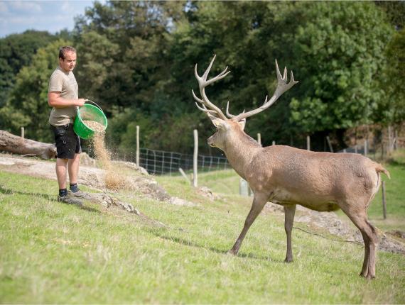 Ferme des Couts à Chambretaud Ferme des couts avec un Cerf