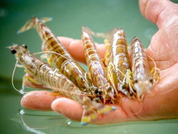 Gambas - Ets conchylicole Gaudin crevettes sud vendee