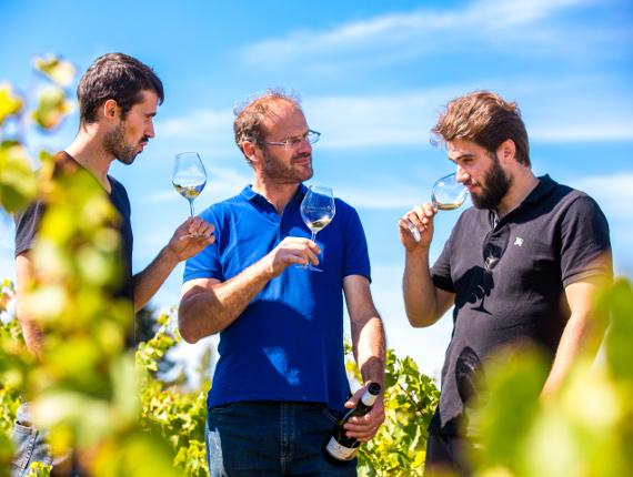Domaine Saint Nicolas - L'île d'Olonne vignole thierry michon biodynamie vendee