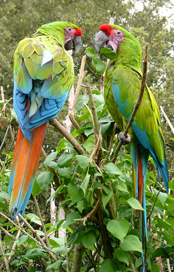 Deux Ara aux Zoo des Sables d'Olonne Deux Ara aux Zoo des Sables d'Olonne