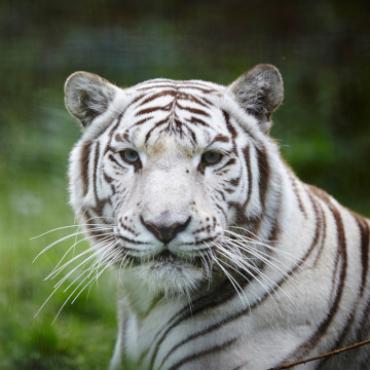 Natur'Zoo de Mervent